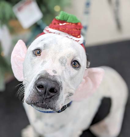 Pet of the Week